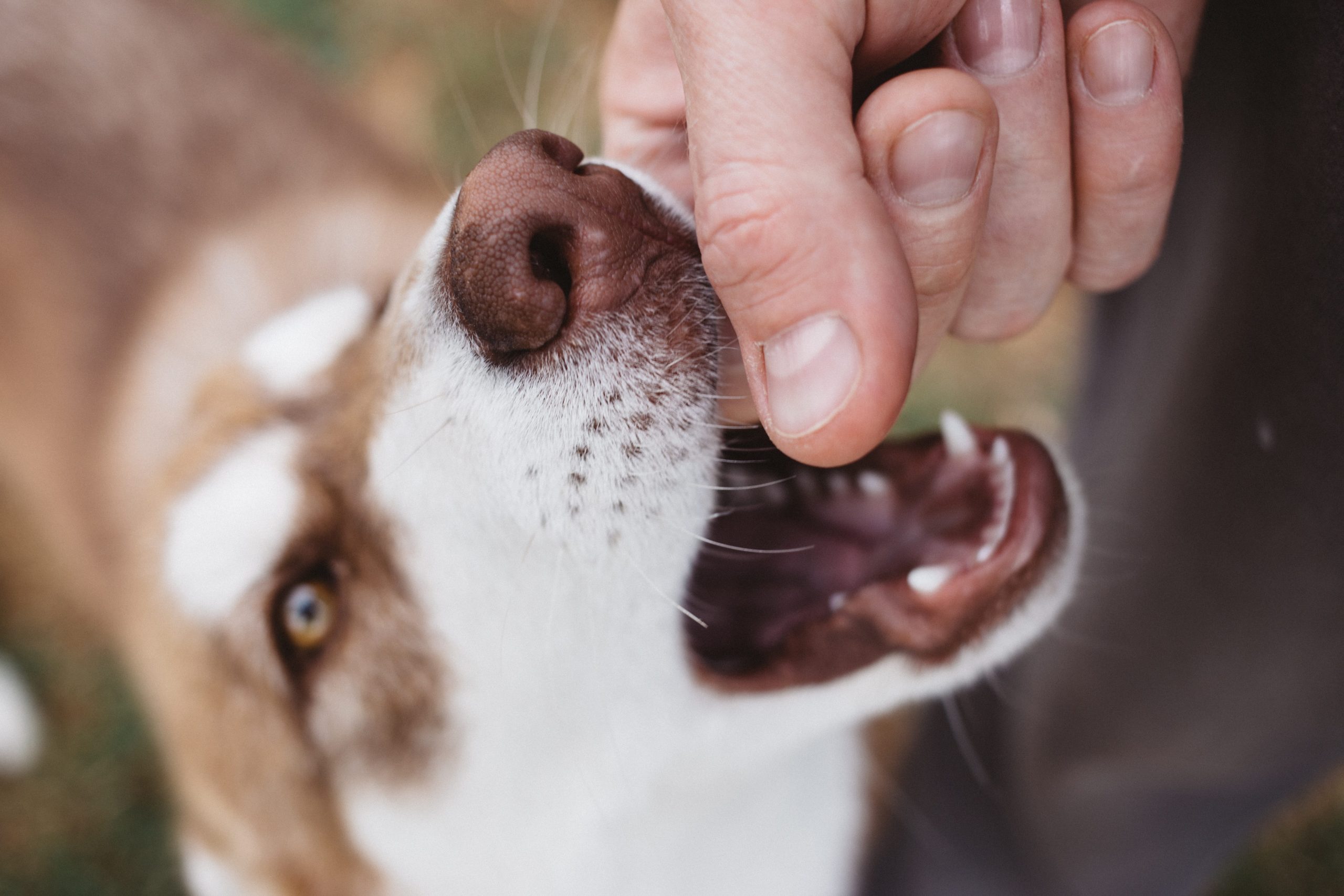 Compensation Available in a Boynton Beach Dog Bite Case
