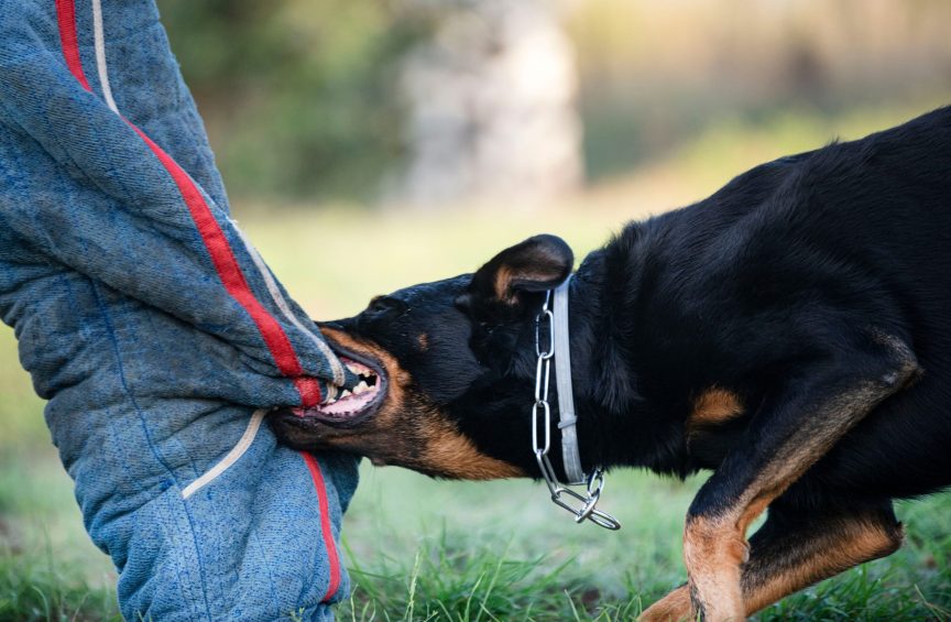Lakeland Laws for Dog Bite