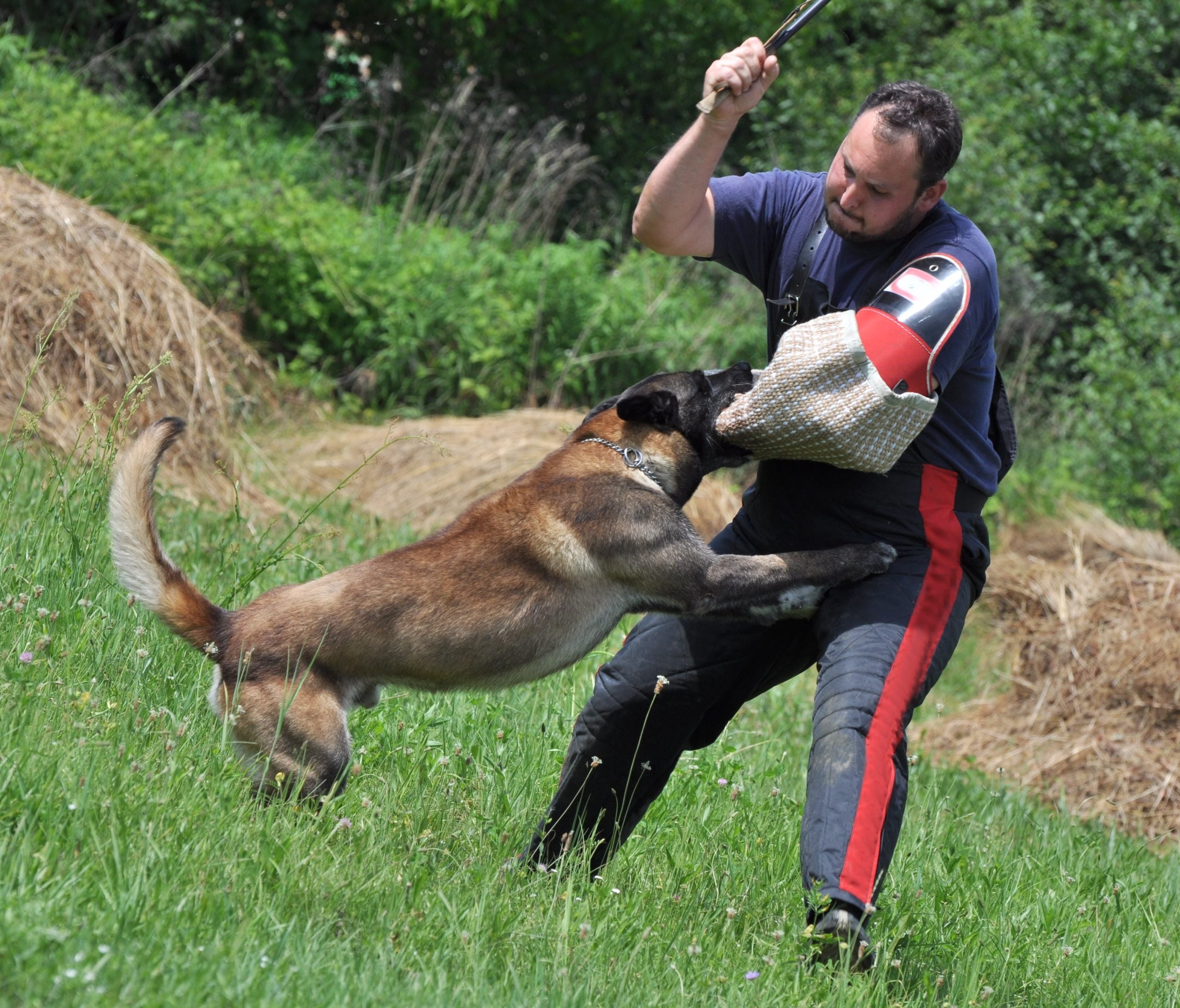 West Palm Beach Dog Bite Lawyer