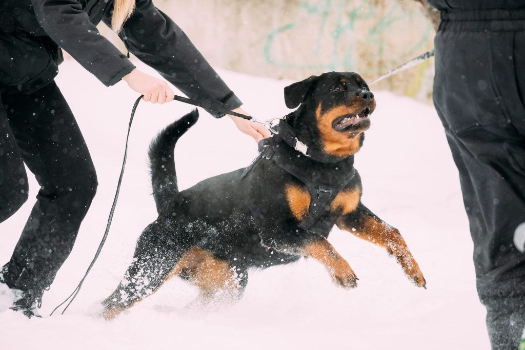 miami dog bite insurance