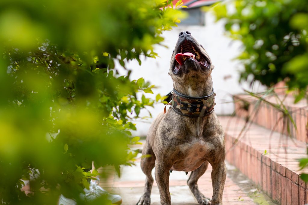 palm beach county dog bite