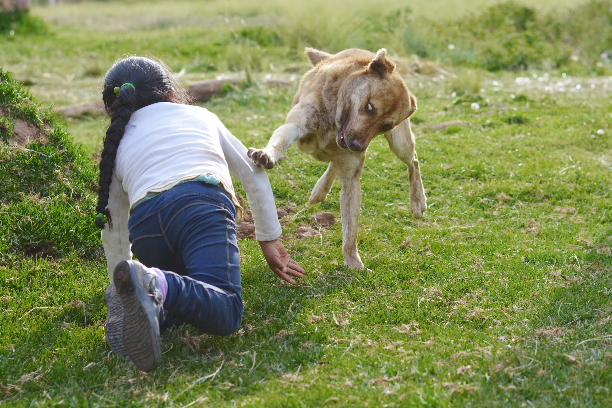 reconstructive surgery dog attack